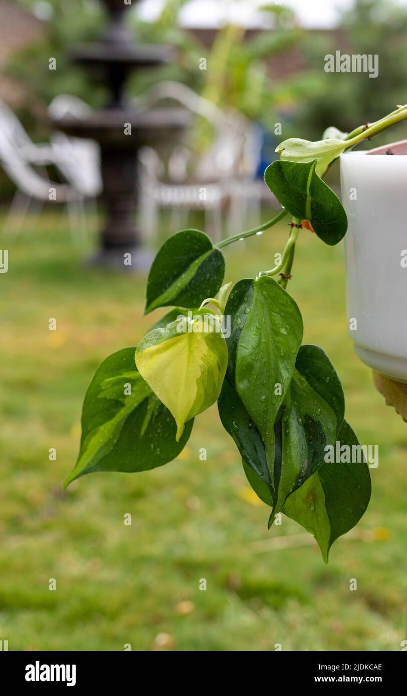 Philodendron hederaceum plant in white pot trailing down Stock Photo