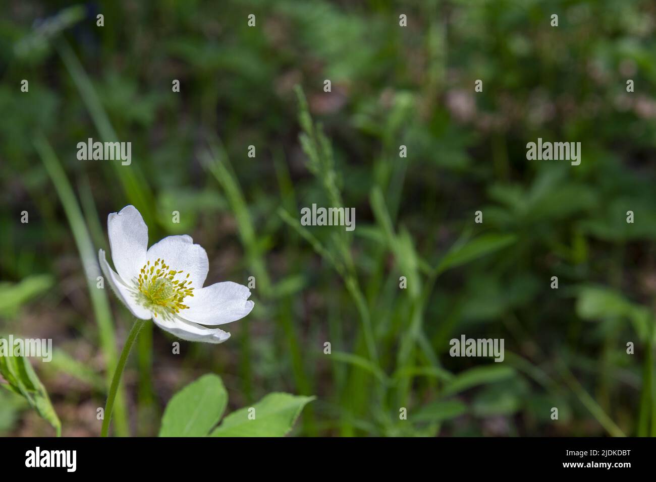 Background in the form of a white rosehip flower against the background of field herbs. Stock Photo
