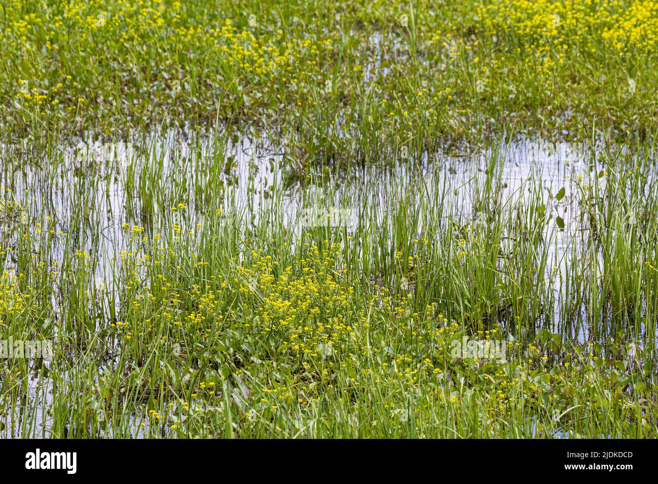 Background in the form of yellow and green fresh herbs against the background of the water surface of the village swamp. Stock Photo