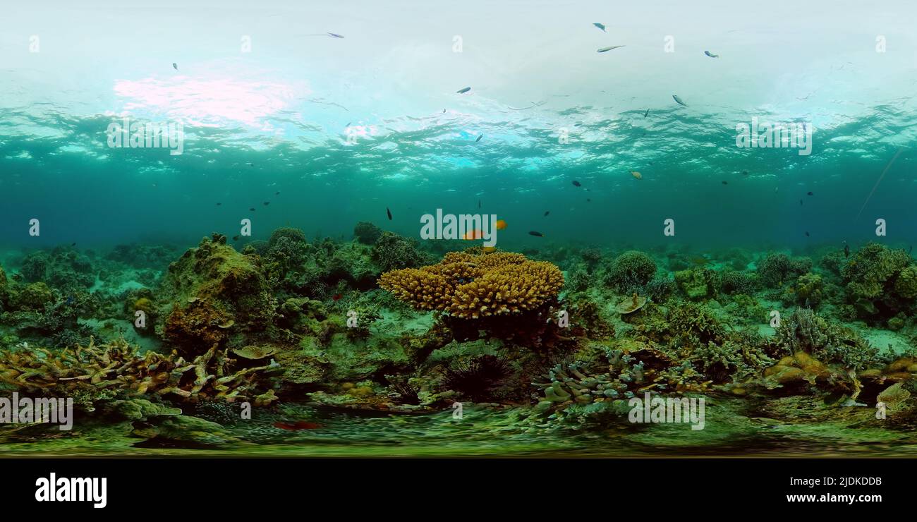 Virtual Reefs Virtual coral reef hi-res stock photography and images - Alamy