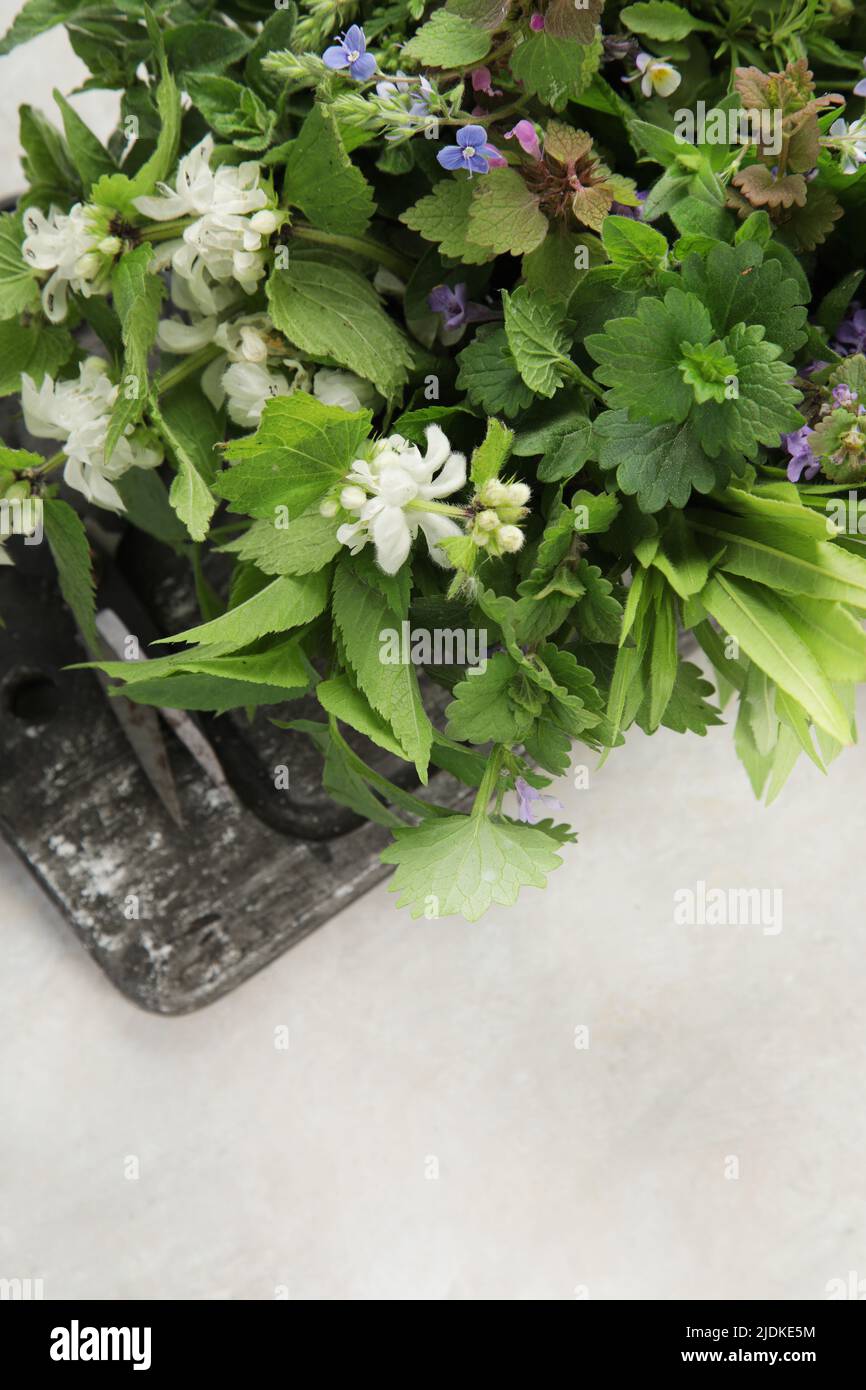Edible plants and flowers on a light background. Wild herbs as sources of carotenoids. Flat lay, top view, copy space Stock Photo