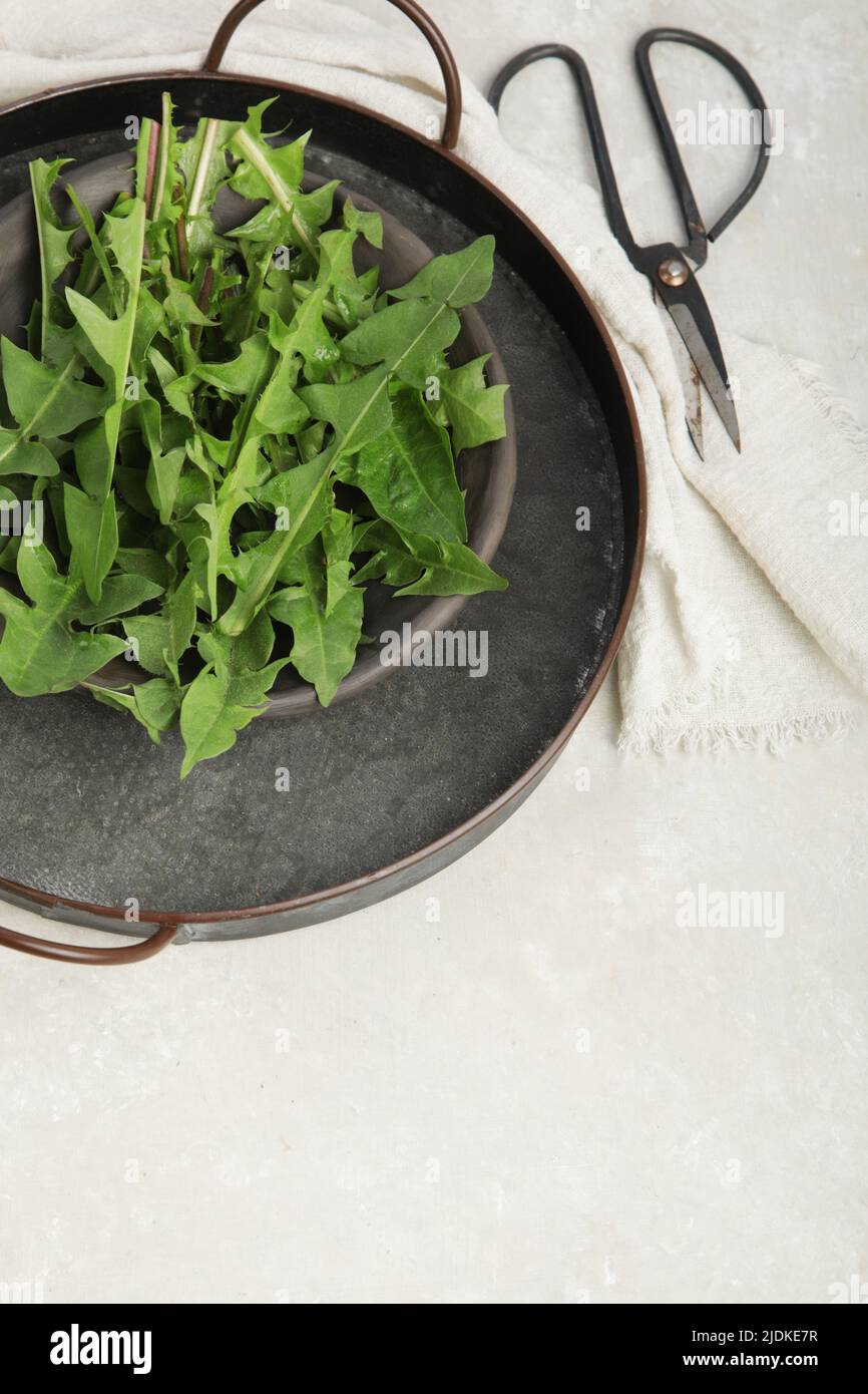 Fresh dandelion on light background. Edible plant and nectariferous. Flat lay, top view, copy space Stock Photo