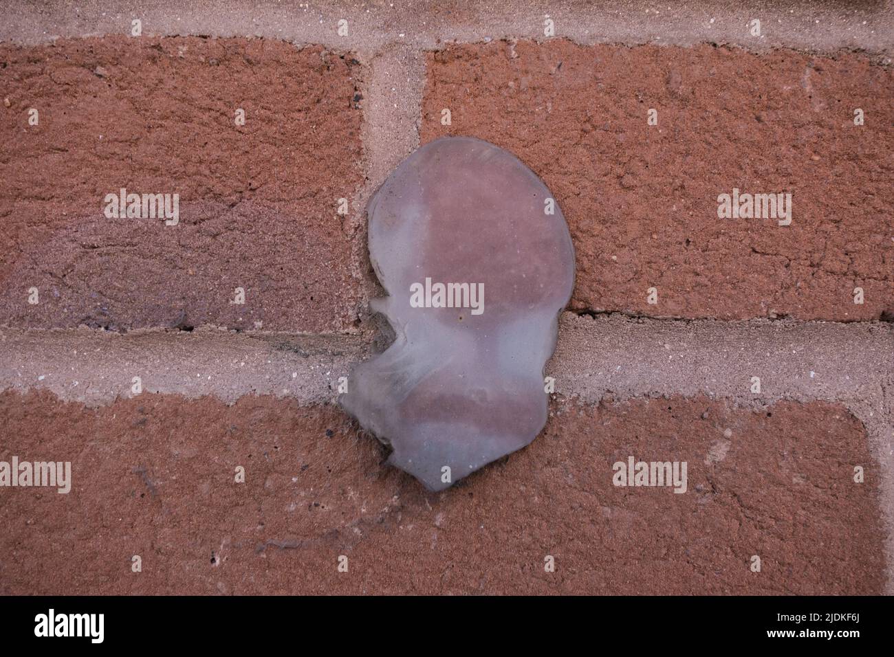 abstract silicone adhesive on a new red brick wall Stock Photo Alamy