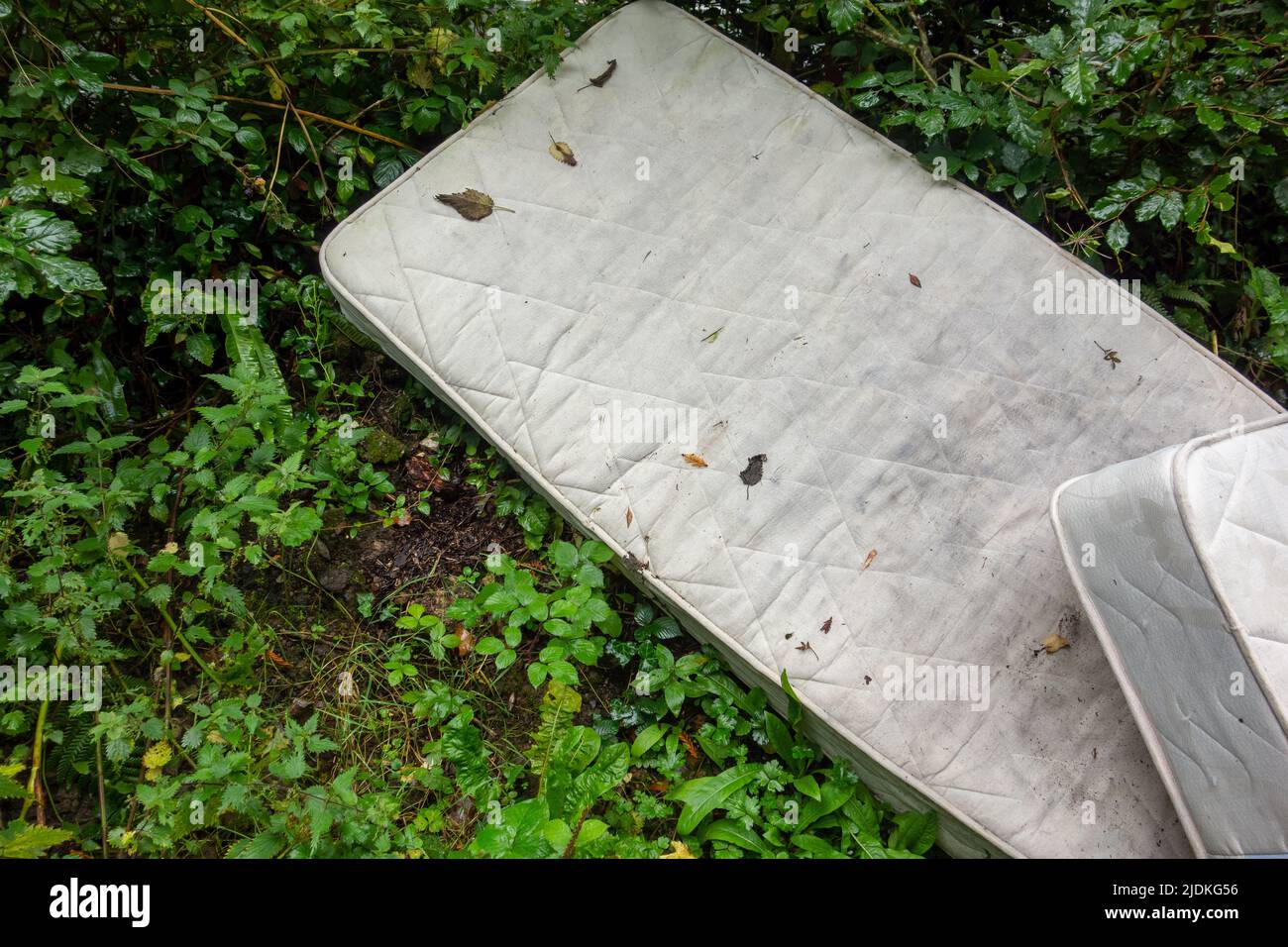 two dirty white sleeping mattresses discarded in the hedge Stock Photo