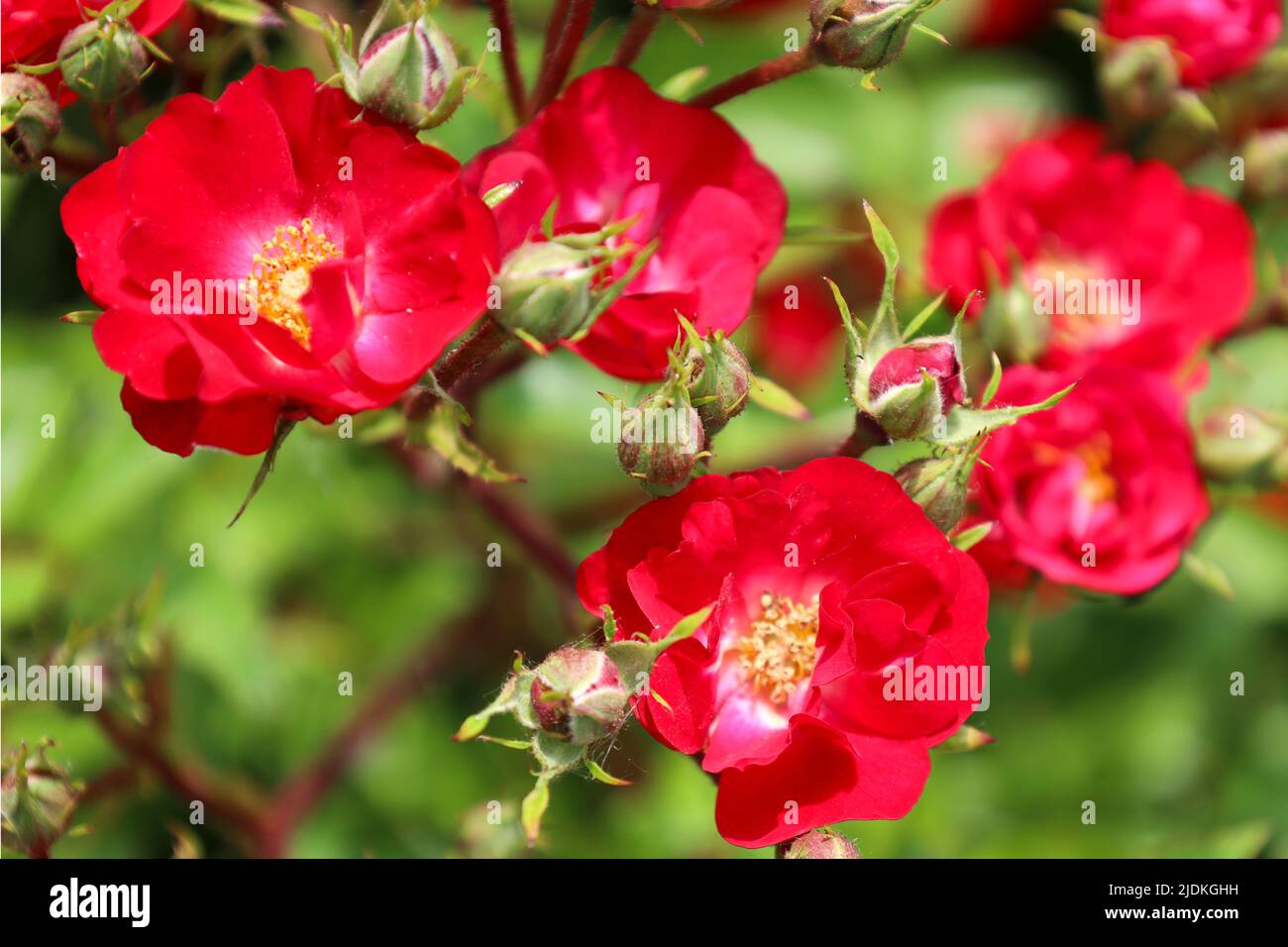 'La Bella Rouge' rose flower head at the Guldemondplantsoen Rosarium Boskoop netherlands Stock Photo