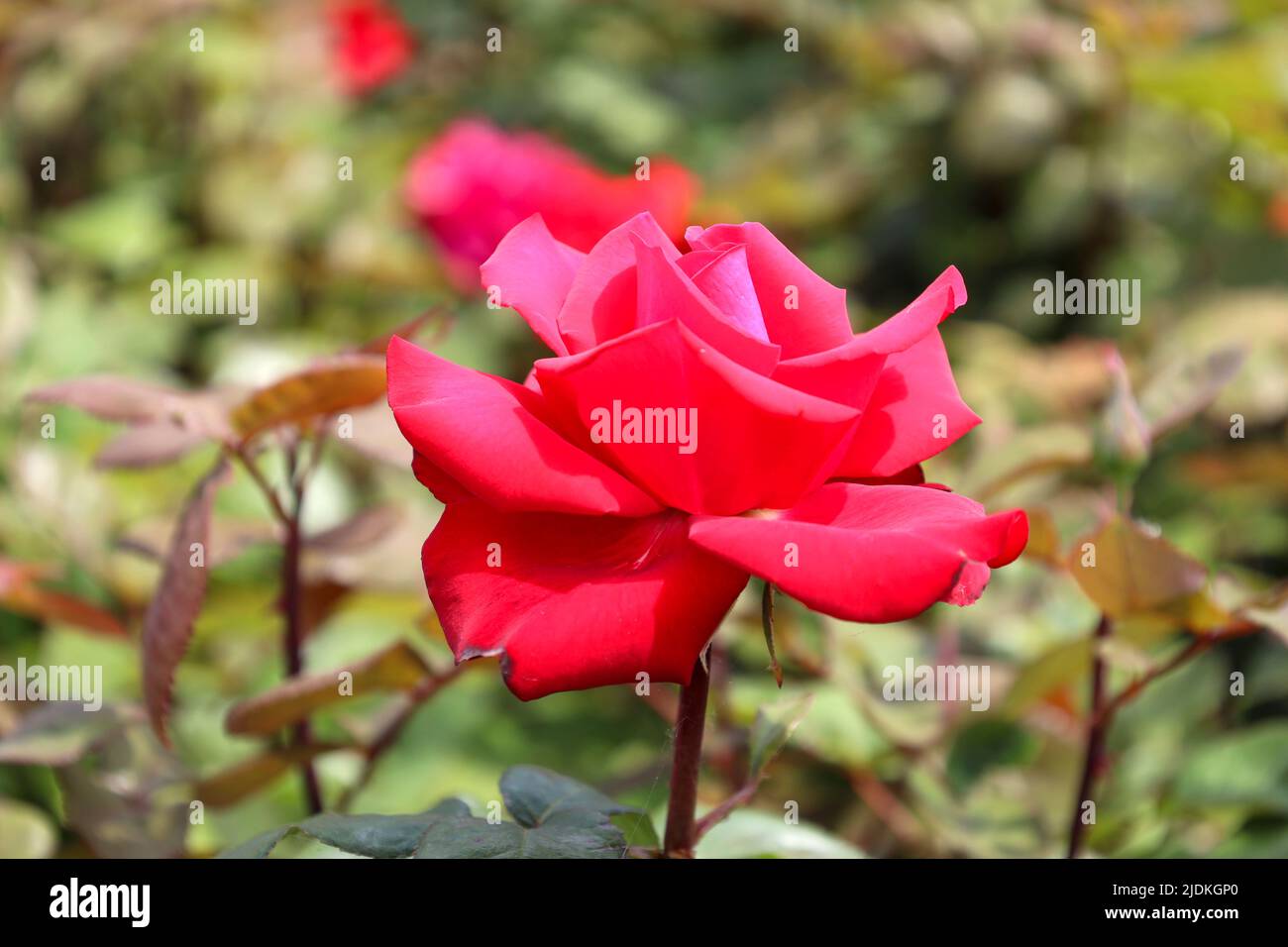 'Grande Amore' rose flower head at the Guldemondplantsoen Rosarium ...