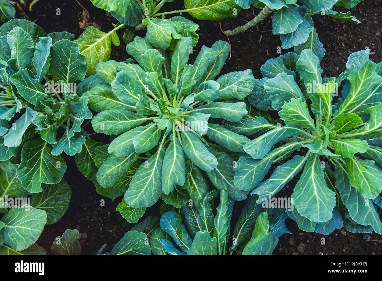 kale fresh food plant top view grow in good soil plantation agriculture farm Stock Photo