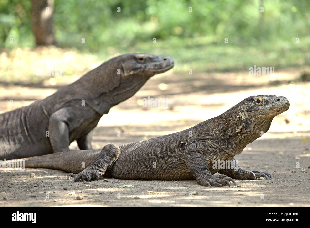 Komodo dragon survey hires stock photography and images Alamy