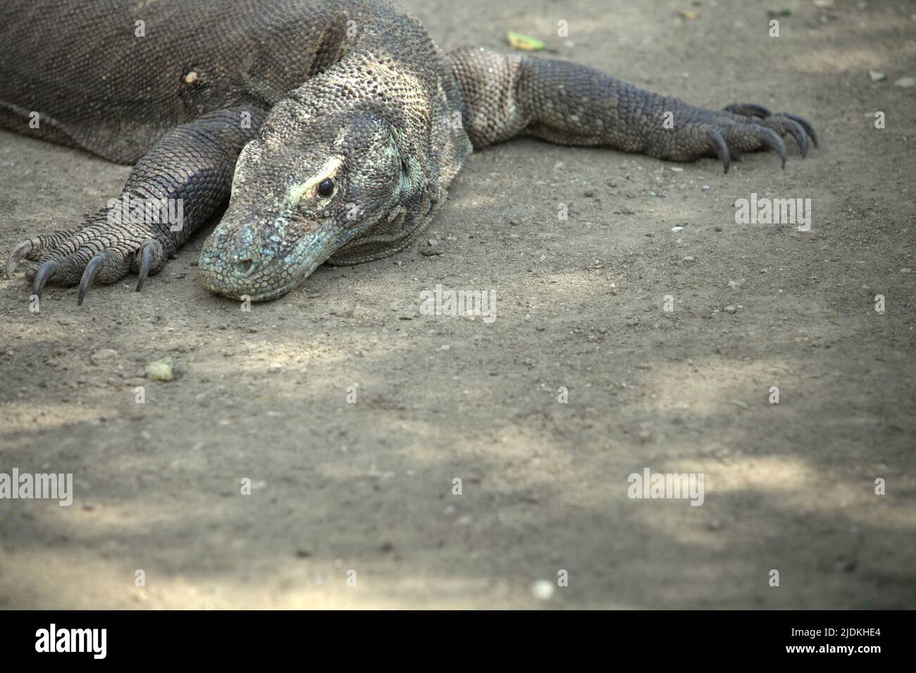 A komodo dragon (Varanus komodoensis) in Rinca Island, a part of Komodo National Park in West Manggarai, East Nusa Tenggara, Indonesia. The world's largest lizard, komodo dragons reach a body mass up to 90 kg and a length of 3 meters, according to a team of scientists led by Brandon S. Boyd in their paper published in 2021 by Foot & Ankle Orthopaedics. Because of their large size, these lizards feed on prey that equal or exceed their own mass. Stock Photo
