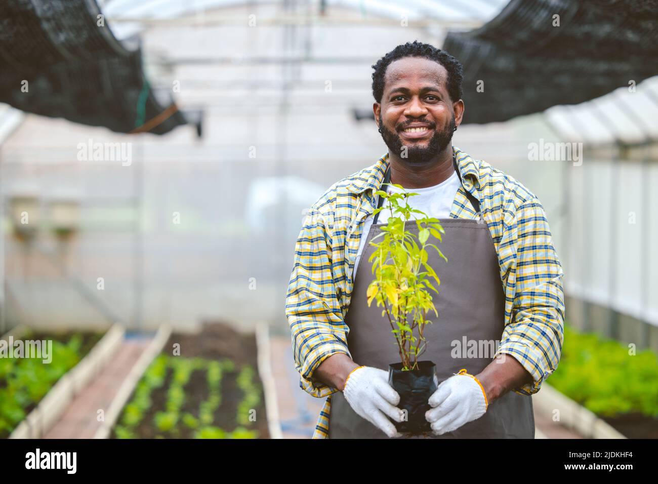 black worker in plant agriculture farm happy smile hand holding small tree Stock Photo