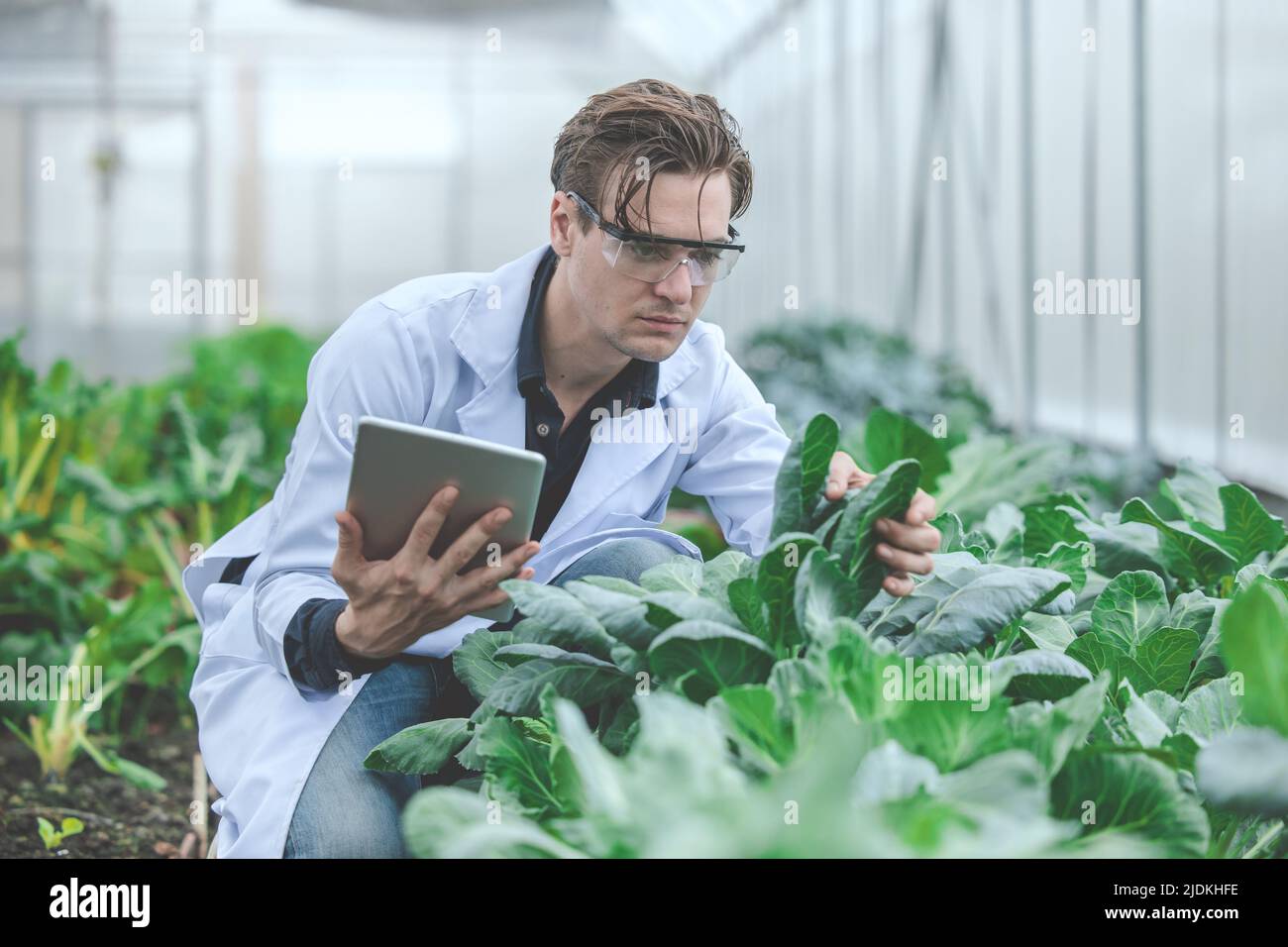 Agriculture plant science technology research and development concept. Stock Photo