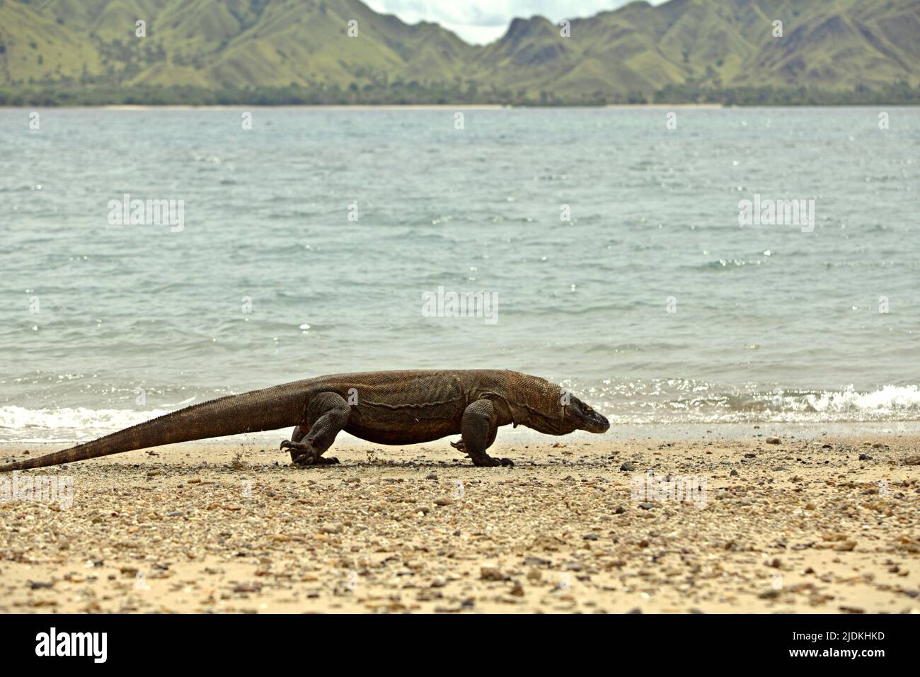 A komodo dragon (Varanus komodoensis) walking on a beach in Komodo Island, a part of Komodo National Park in West Manggarai, East Nusa Tenggara, Indonesia. A carnivorous varanid lizard, the world's largest lizard, komodo dragons reach a body mass up to 90 kg and a length of 3 meters, according to a team of scientists led by Brandon S. Boyd in their paper published in 2021 by Foot & Ankle Orthopaedics. Because of their large size, these lizards feed on prey that equal or exceed their own mass. Stock Photo