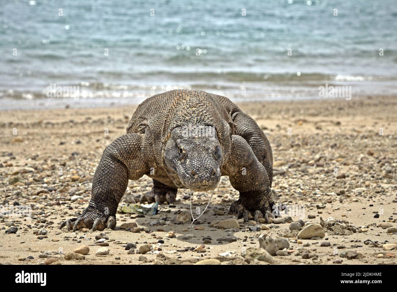 A komodo dragon (Varanus komodoensis) walking on a beach in Komodo Island, a part of Komodo National Park in West Manggarai, East Nusa Tenggara, Indonesia. A carnivorous varanid lizard, the world's largest lizard, komodo dragons reach a body mass up to 90 kg and a length of 3 meters, according to a team of scientists led by Brandon S. Boyd in their paper published in 2021 by Foot & Ankle Orthopaedics. Because of their large size, these lizards feed on prey that equal or exceed their own mass. Stock Photo