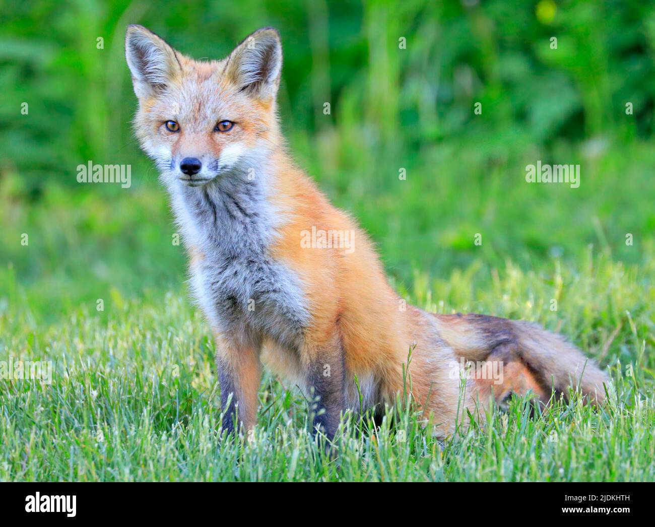 Young red fox portrait with green foreground and background Stock Photo