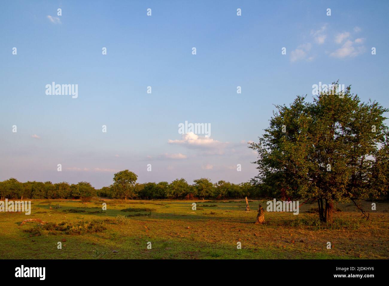 Wilderness landscape in the Kruger Park in South Africa Stock Photo