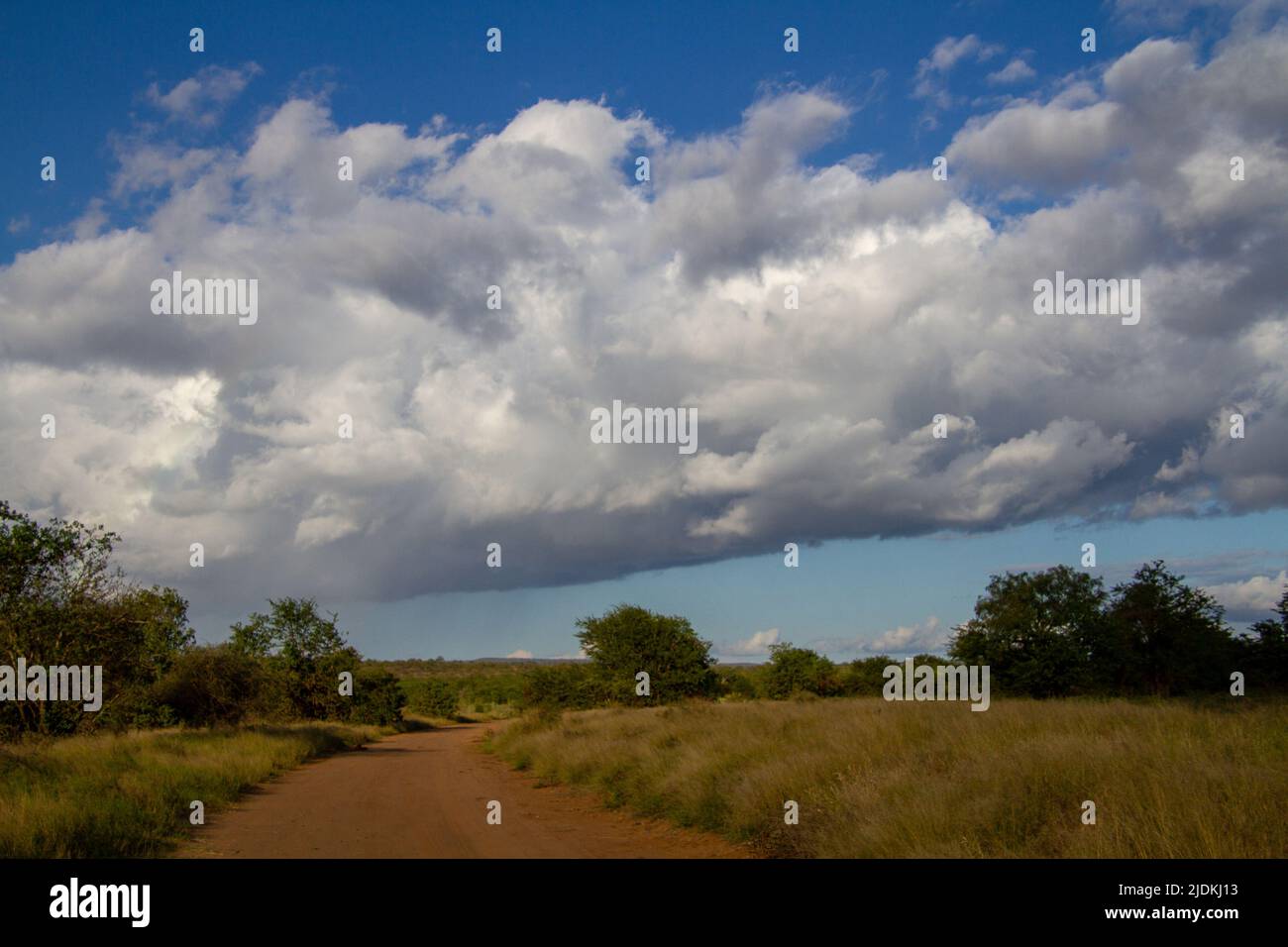Wilderness landscape in the Kruger Park in South Africa Stock Photo
