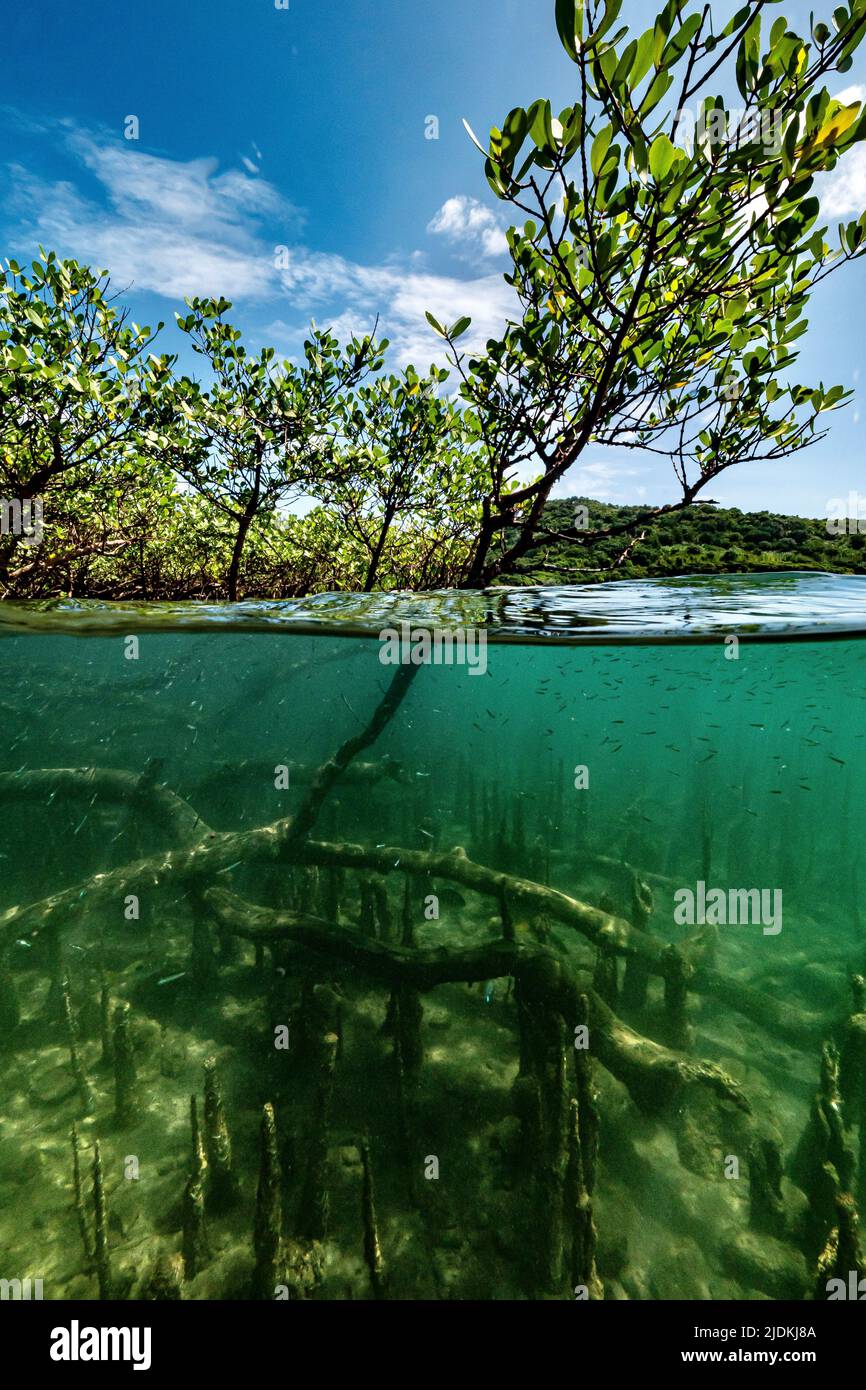 Mangroves of Mayotte lagoon Indian ocean Stock Photo - Alamy