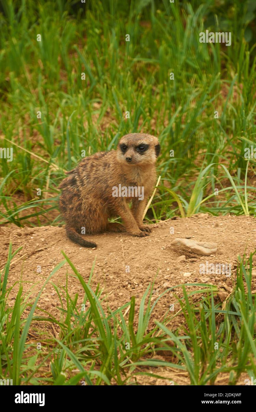 A meerkat sits near a burrow against a background of green foliage Stock Photo
