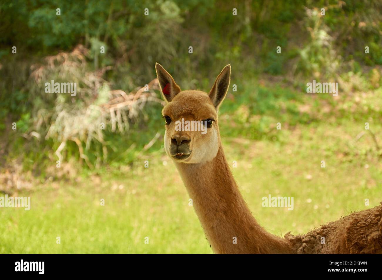Lama vicugna is grazing in a pasture. Portrait of a vicuna. A species of artiodactyl mammals of the camel family Stock Photo