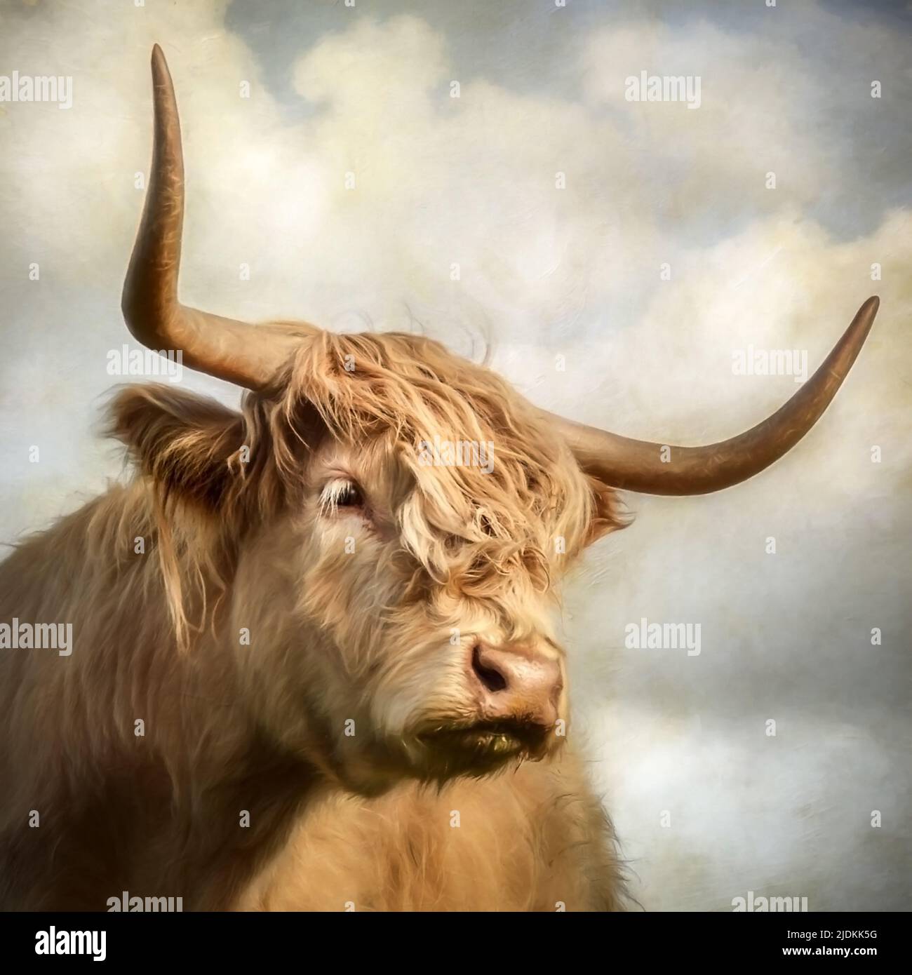 Highland cow with long horns Stock Photo - Alamy