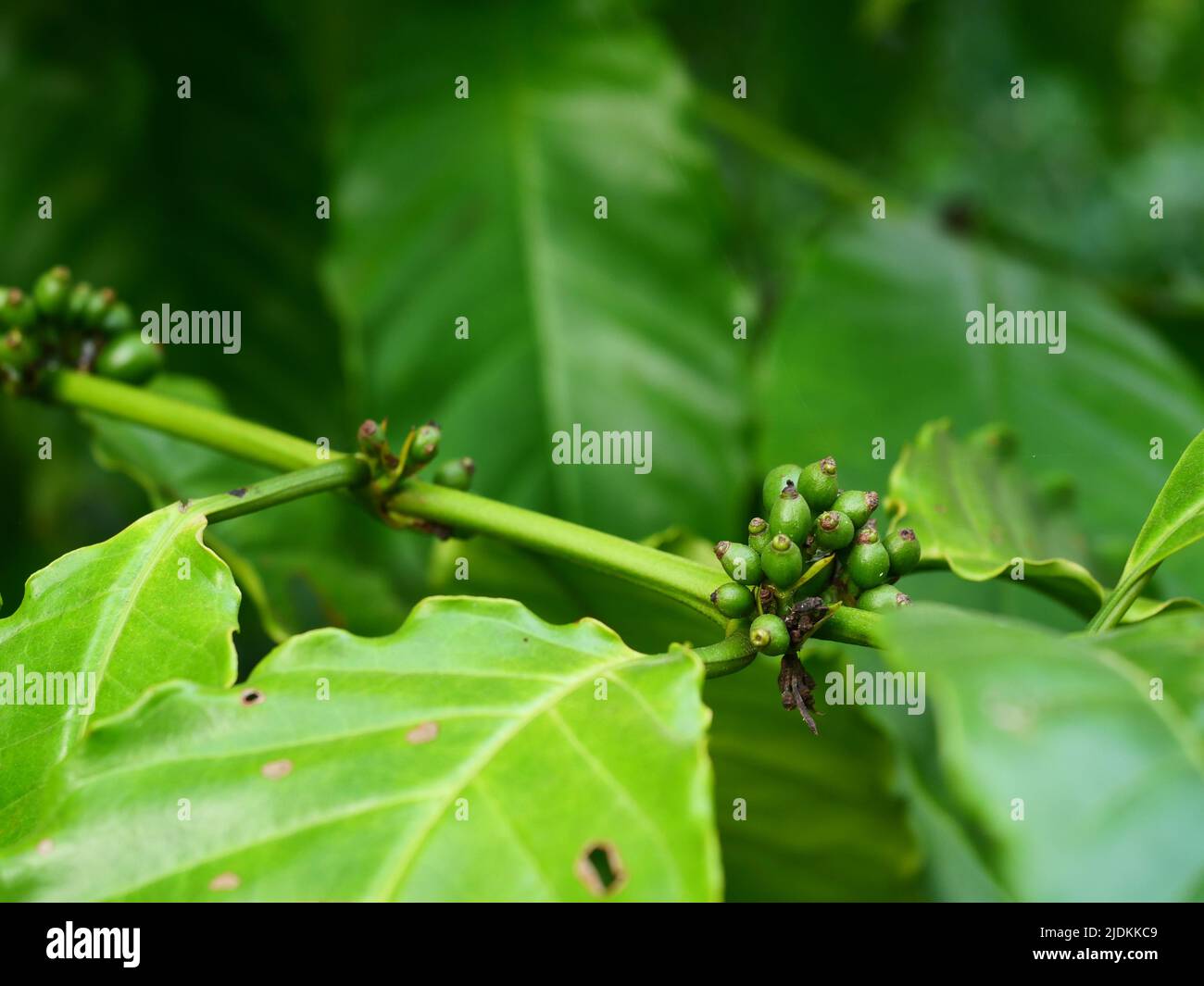 Raw and ripe green color coffee cherry beans on tree plantation in Thailand Stock Photo