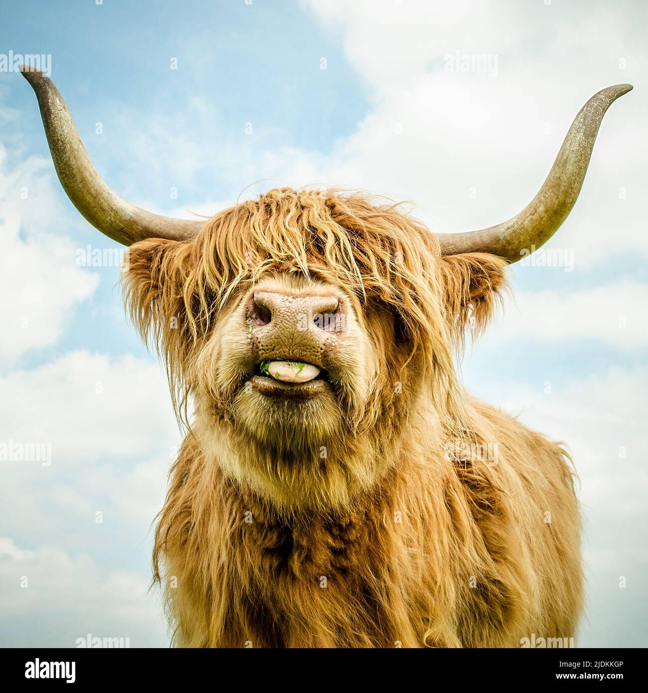 Highland cow with long horns and tongue Stock Photo - Alamy