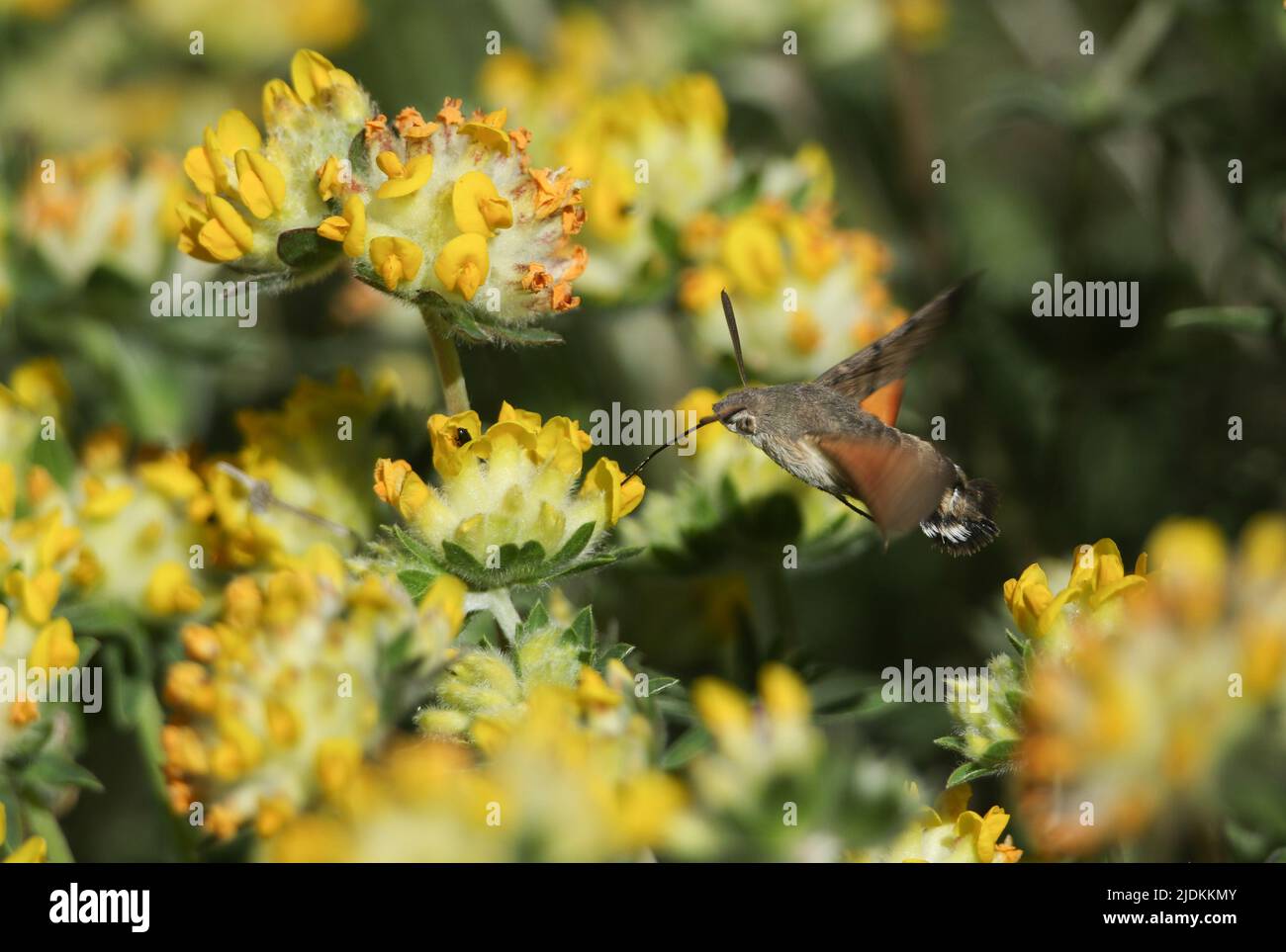 A hovering Hummingbird hawk-moth, Macroglossum stellatarum, nectaring on wild Kidney Vetch flowers on the edge of a costal cliff. Stock Photo