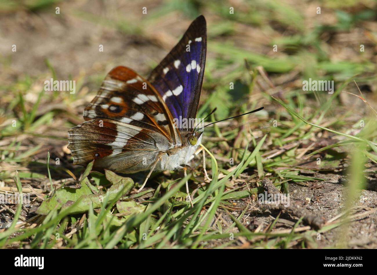 A rare male Purple Emperor Butterfly, Apatura iris, feeding on minerals on the ground in woodland. Stock Photo