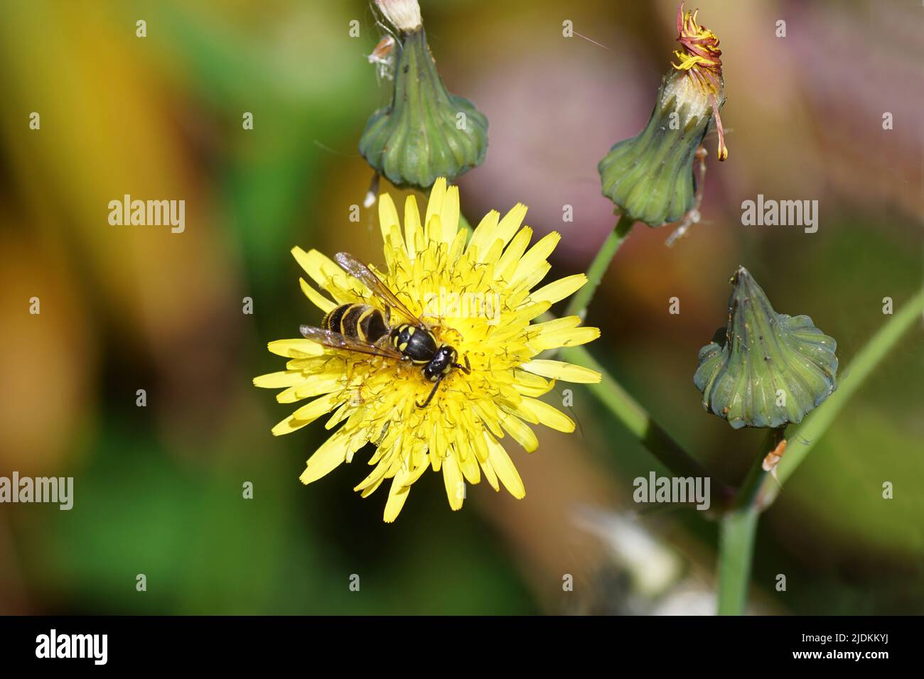Common wasp (Vespula vulgaris) of the family Vespidae). On flowers common sowthistle, milky tassel (Sonchus oleraceus). Culorful, blurred Dutch garden Stock Photo