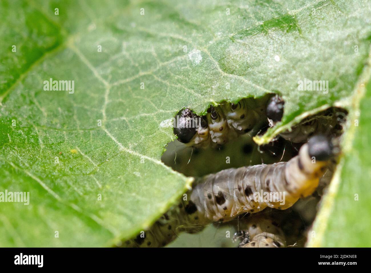 Dark green caterpillar on a plant in the garden, eating a leaf Stock ...