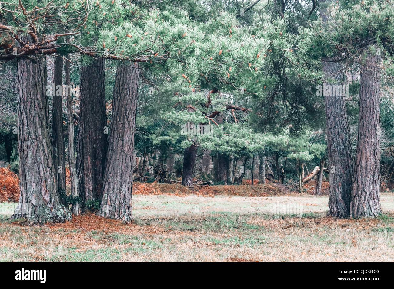 The New Forest national park in Hampshire UK - view between the trees Stock Photo