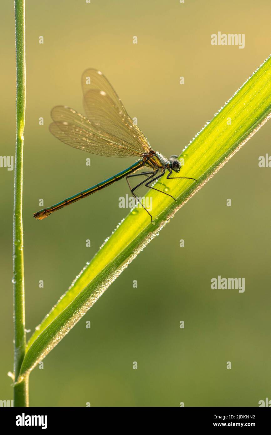 Female Banded Demoiselle - Calopteryx Splendens Stock Photo