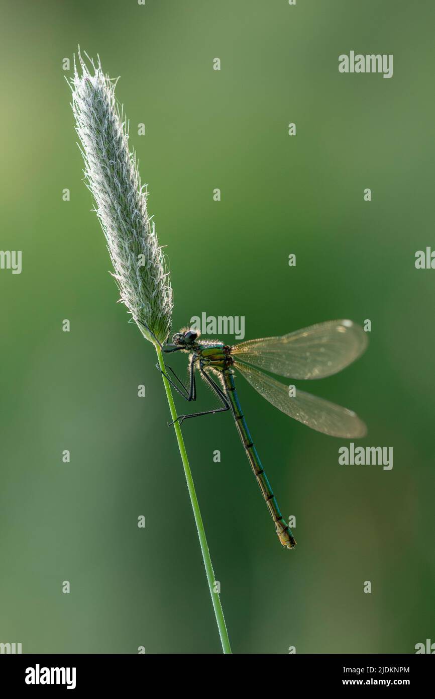 Banded Demoiselle - Calopteryx Splendens Stock Photo