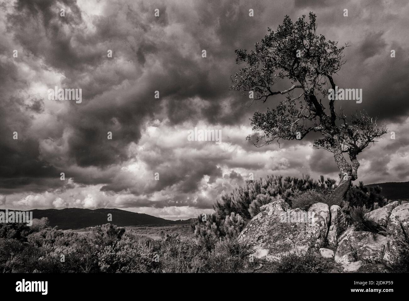 Cork Oak Tree in the Spanish Mountains Stock Photo Alamy