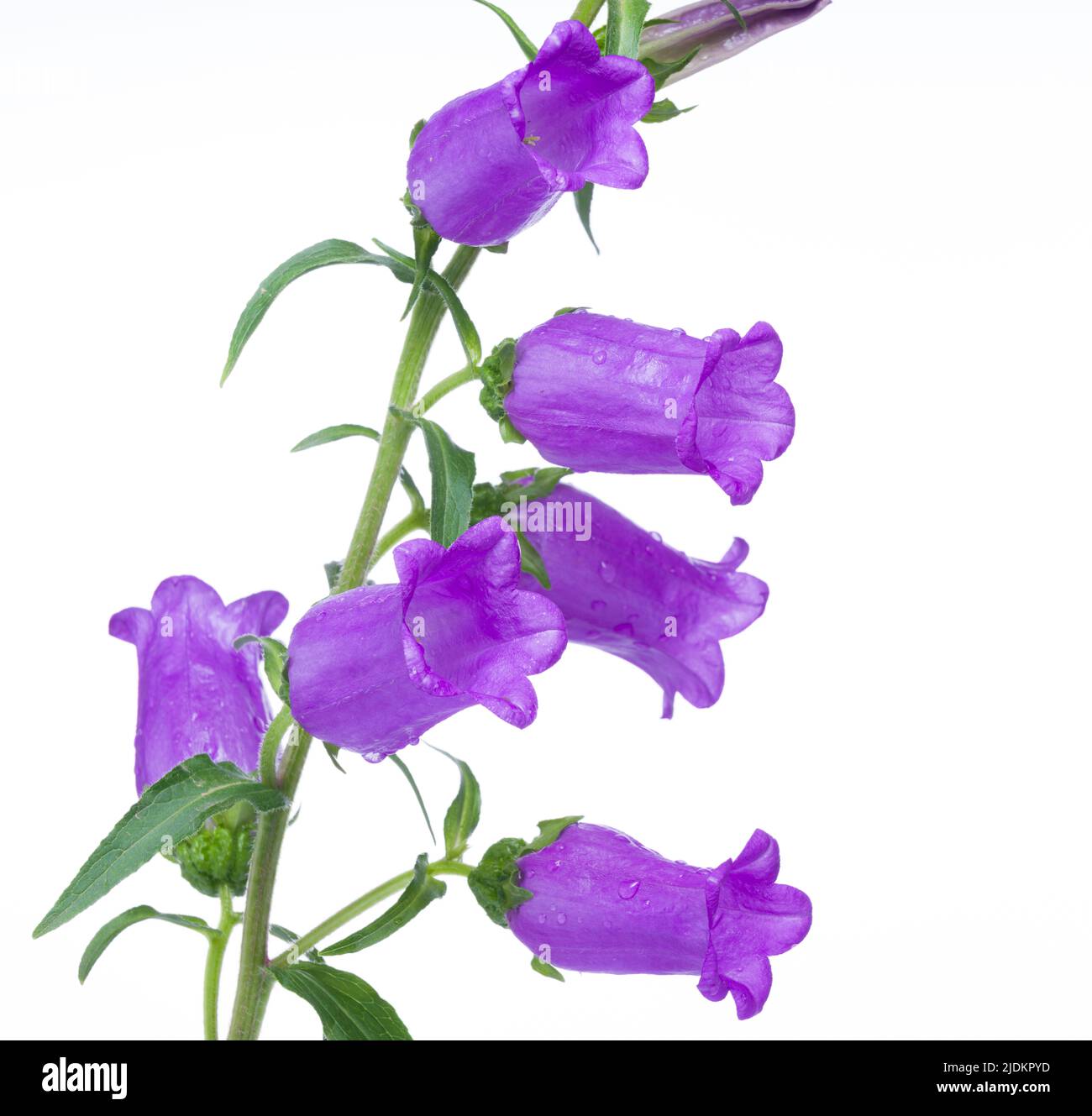 Close-up of purple Campanula flower. Canterbury bells flowers isolated white background. It represents gratitude, faith and constancy. Stock Photo