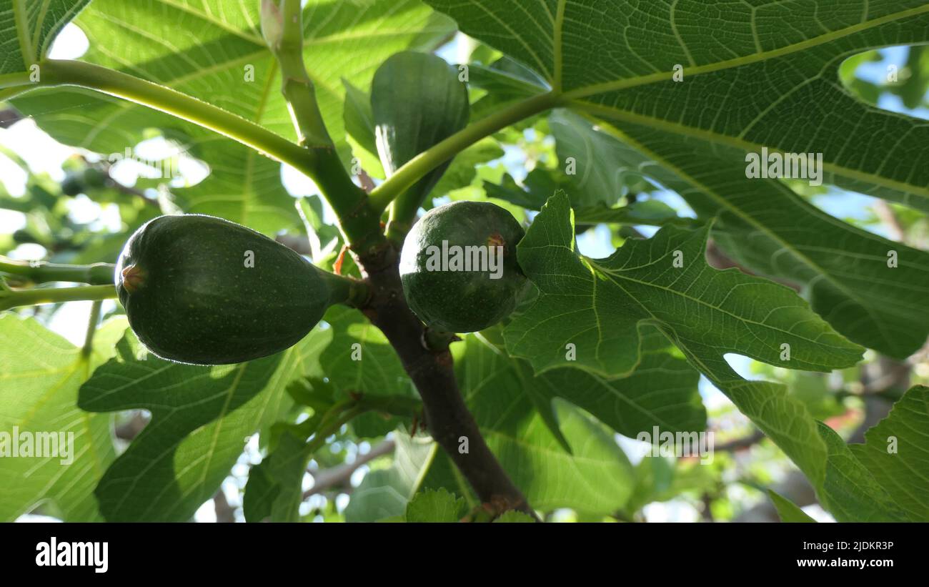 Green figs on tree in Andalusian countryside viewed against blue spring sky Stock Photo