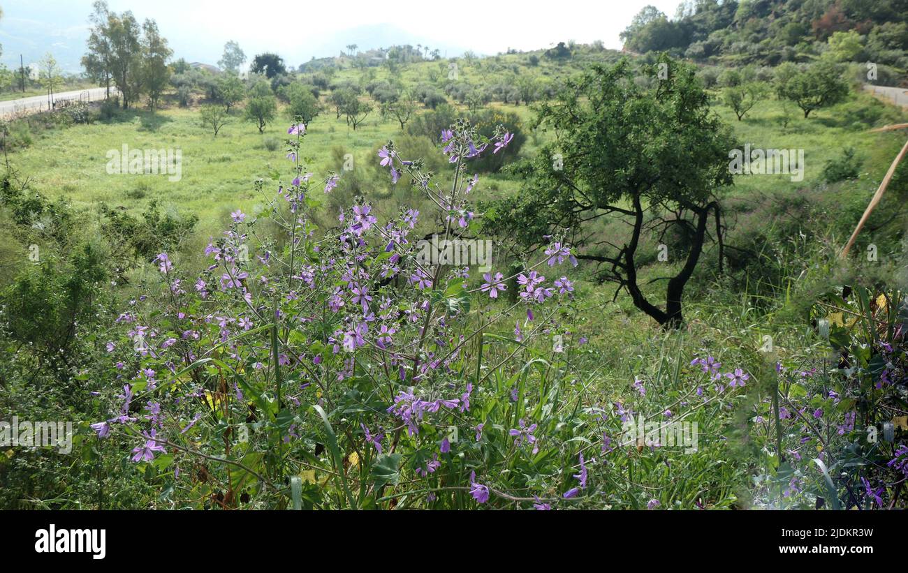 Sun shining on delicate pale blue wild flowers and green meadow in Andalusian Countryside Stock Photo