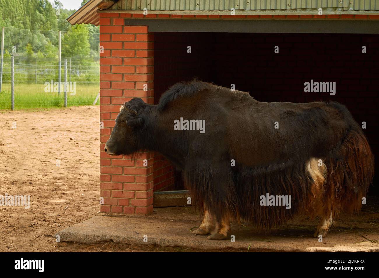 Bos grunniens. A female domestic yak stand in a corral Stock Photo