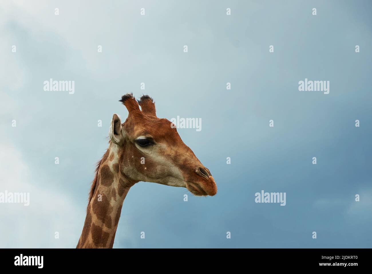 Giraffa camelopardalis giraffa. Close-up portrait of a South African giraffe  Stock Photo