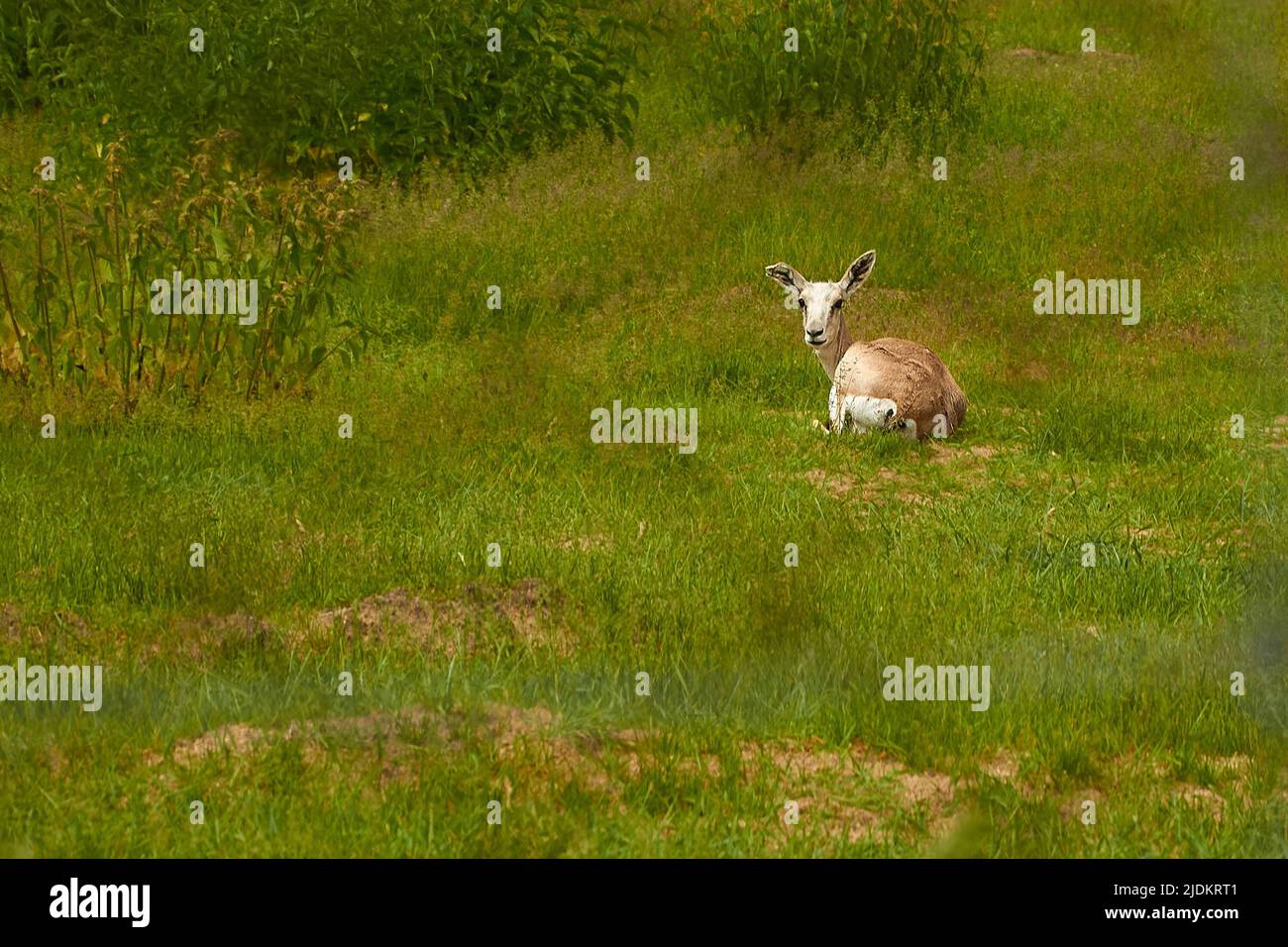 Goitered gazelle. A female gazelle is lying in a meadow Stock Photo