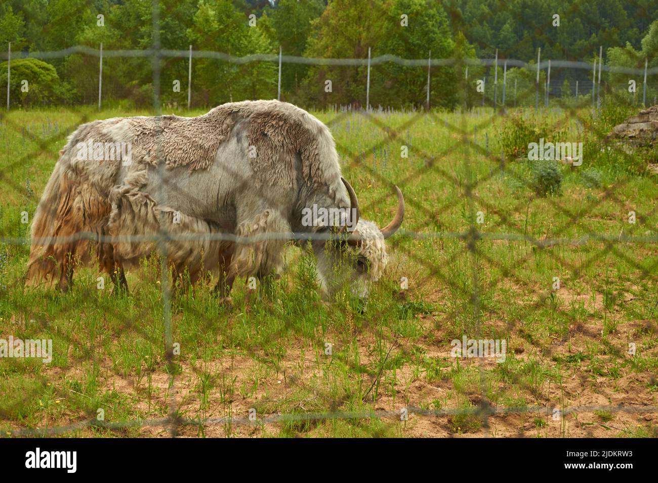 Bos grunniens. A male domestic yak grazes in a meadow in a corral Stock Photo