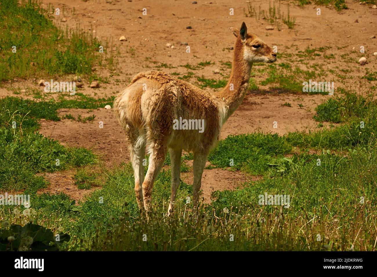 Lama vicugna is grazing in a pasture. Full-length portrait of Vicuna Stock Photo