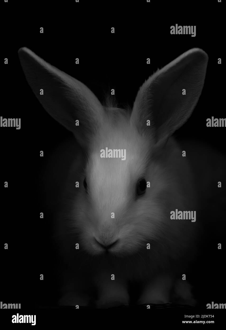 Rabbit Wallpaper Black Background