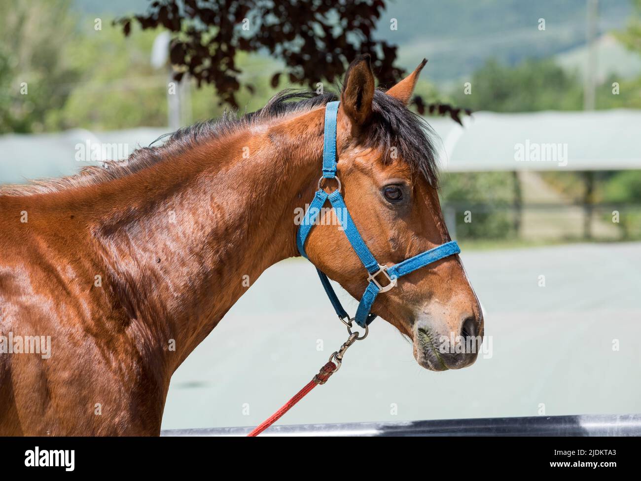 Side view head portrait of a brown horse in halter and lead rein outdoors in a paddock Stock Photo