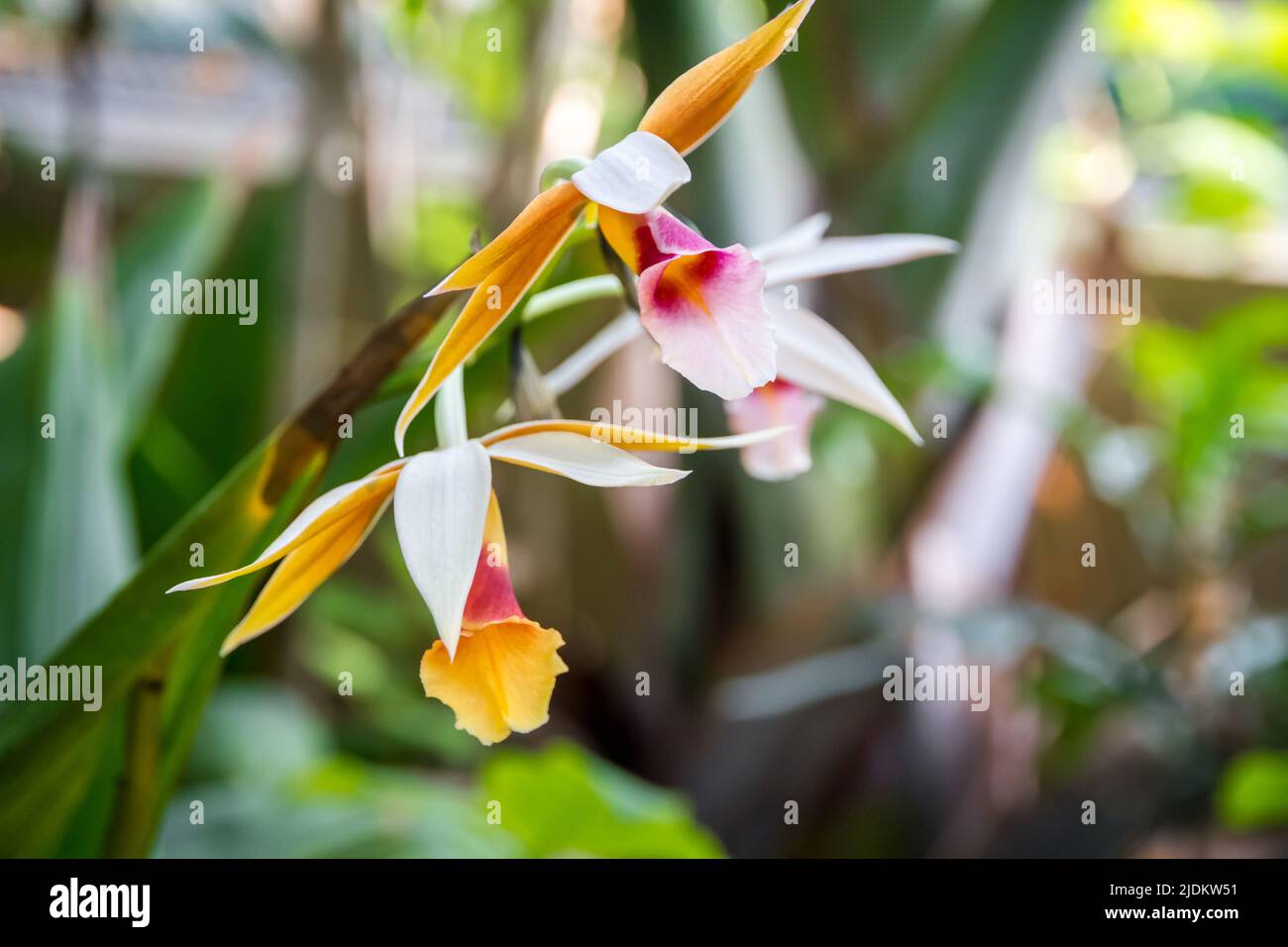 Orchid flower, Phaius wallichii. Tropical floral background Stock Photo