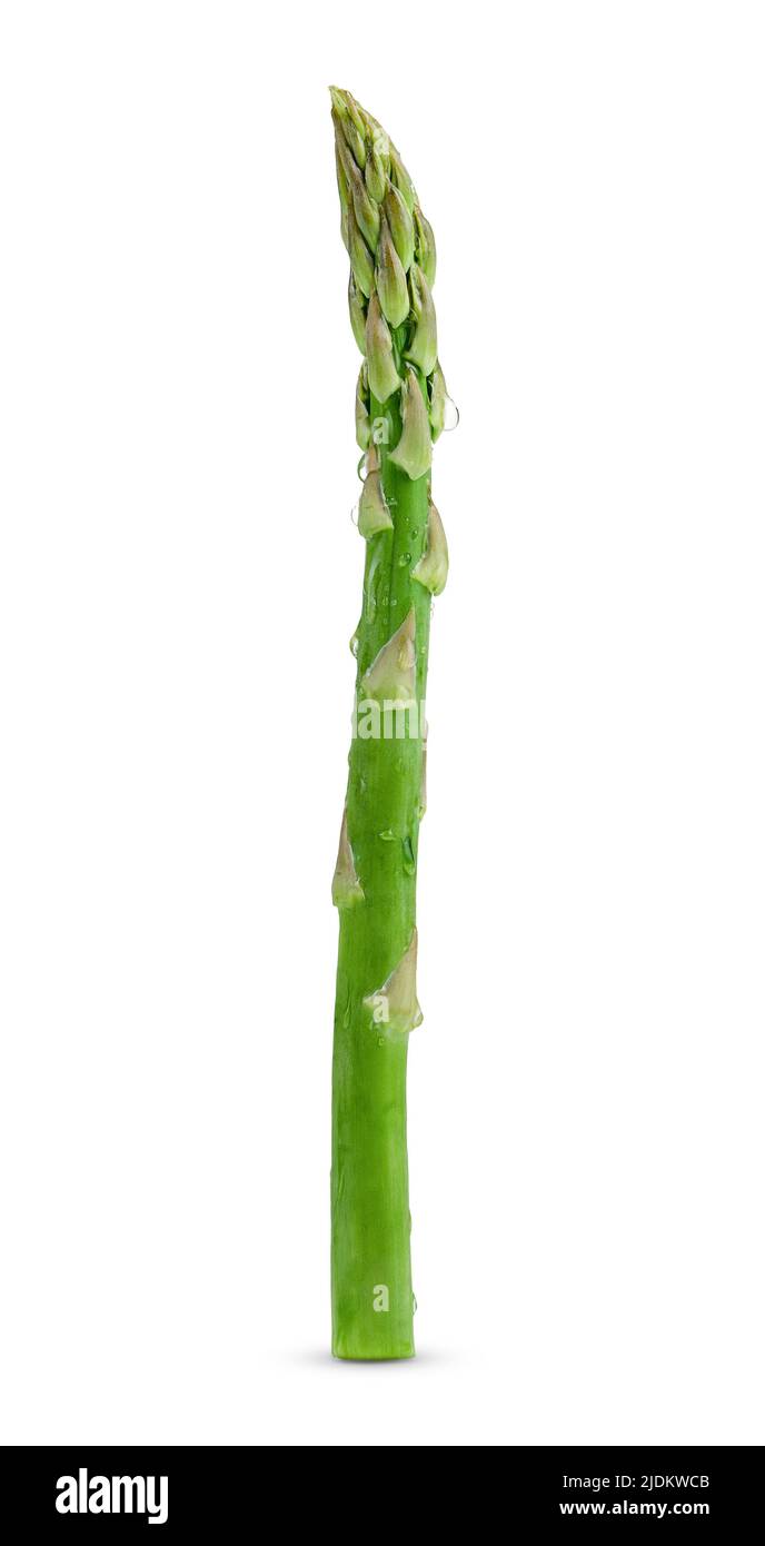 Single stem of green asparagus isolated with clipping path Stock Photo