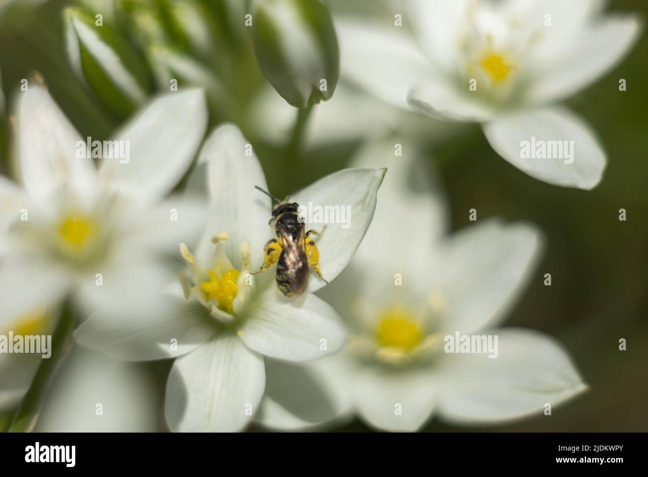 Macro photo of a bee. The bee collects pollen. Bee on a white flower. Stock Photo