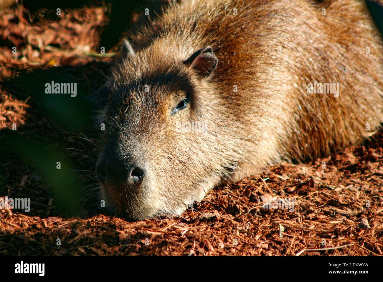 Capybara sleeping in the sunshine Stock Photo