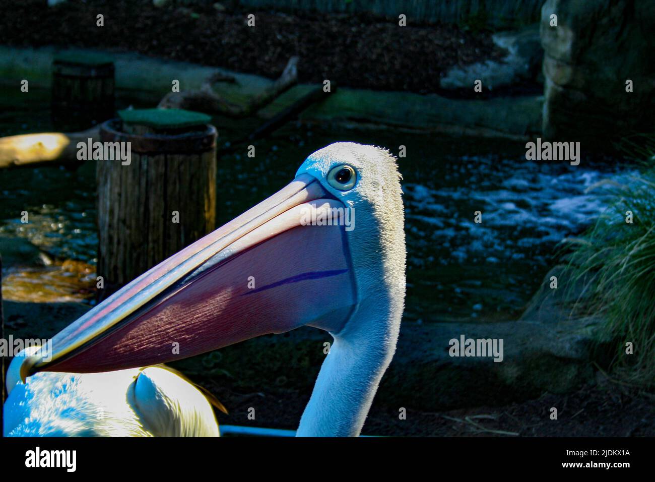 Pelican looking left Stock Photo