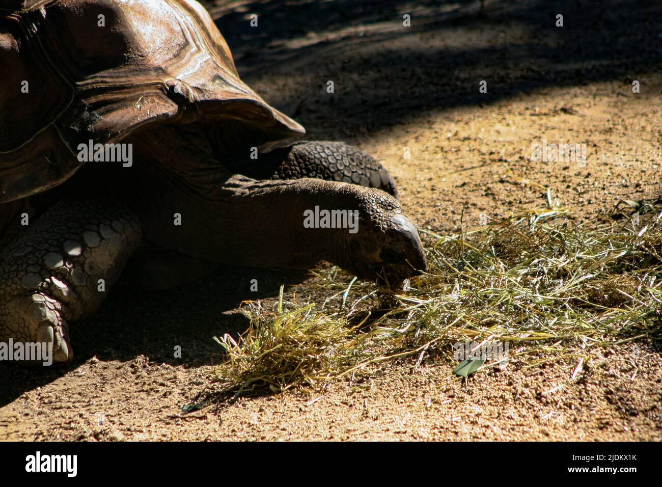 Galapagos tortoise eating lettuce in the shade Stock Photo